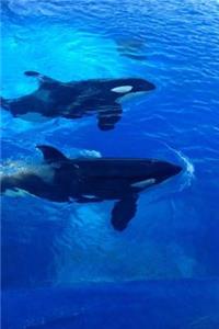 Two Orca Whales Journal: 150 Page Lined Notebook/Diary