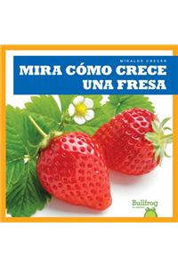 Mira Como Crece Una Fresa (Watch a Strawberry Grow)