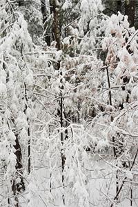 2020 Daily Planner Winter Season Nature Photo 388 Pages