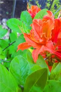 2020 Weekly Planner Pretty Orange Summer Flowers 134 Pages