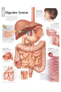 Digestive System Laminated Poster