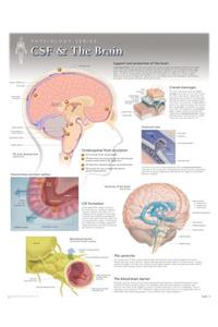 CSF & the Brain Wall Chart