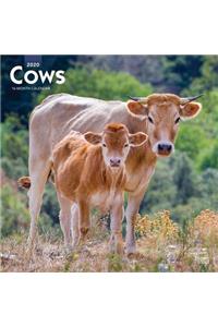 Cows 2020 Square