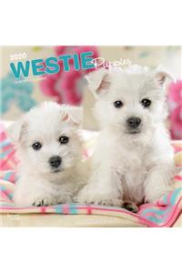 West Highland White Terrier Puppies 2020 Square