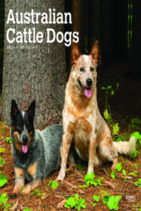 Australian Cattle Dogs 2023 Square