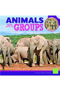 Animals That Live in Groups