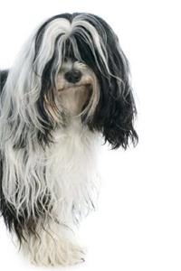 Tibetan Terrier