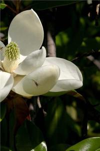 Journal Flowers Pretty Magnolia Bloom