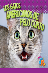 Los Gatos Americanos de Pelo Corto