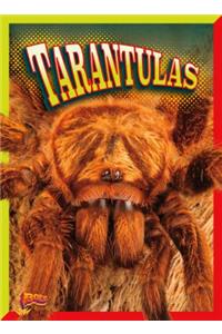 Tarantulas