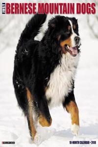 Just Bernese Mountain Dog 2018 Wall Calendar (Dog Breed Calendar)