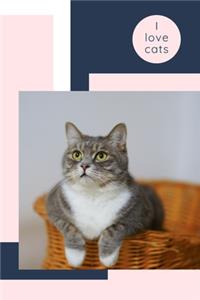 I love cats