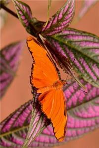 Solitary Dryas Iulia Orange Julia Butterfly Journal