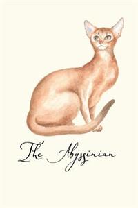 Abyssinian