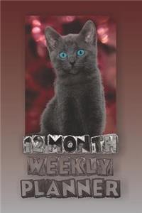 12 Month Weekly Planner: 1 Year Daily Monthly Planner, Undated Start Anytime, Cover Has Picture of Gray Cat with Beautiful Blue Eyes.