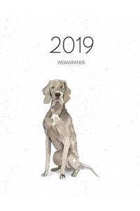2019 Weimaraner
