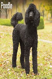Poodle 2021 Wall Calendar