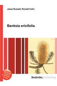 Banksia Ericifolia