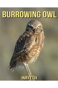 Burrowing Owl