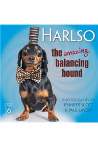 Harlso the Amazing Balancing Hound