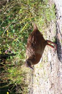 Weka Flightless Bird in New Zealand Journal