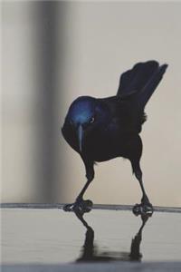 Common Grackle Journal