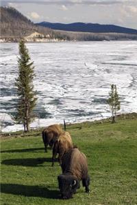 Bison in Yellowstone National Park Journal