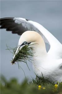 Gannet in the Nest by the Shore Journal