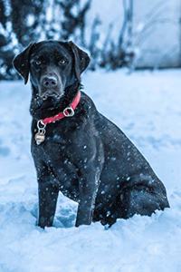 Labrador Retriever Dog Pup Puppy Doggie Notebook Bullet Journal Diary Composition Book Notepad - Deep in Snow