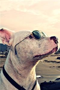 Pitbull Journal