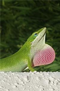 Green Anole Lizard Journal