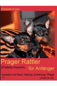 Prager Rattler (Prazský krysarík) für Anfänger