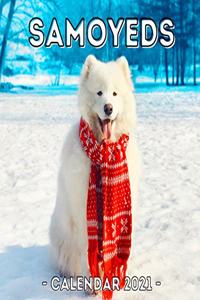 Samoyeds