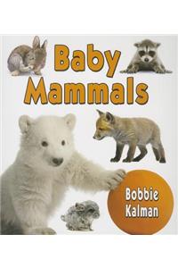 Baby Mammals