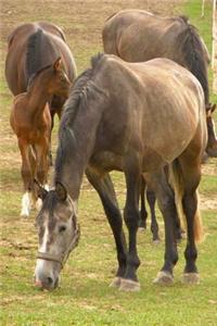 A Gathering of Horses Journal