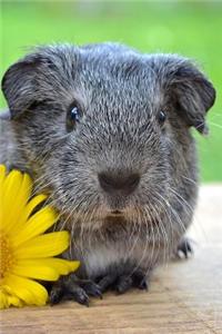 Pretty Sweet Guinea Pig with a Pink Flower Journal