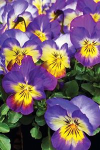 Purple Pansy Flower Journal