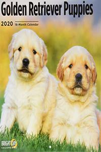 GOLDEN RETRIEVER PUPPIES CAL 2020