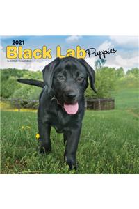 Labrador Retriever Puppies, Black 2021 Square