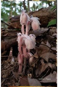 Indian Pipes