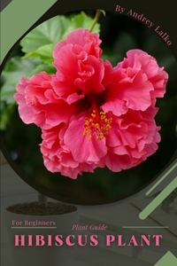 Hibiscus Plant