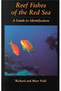 Reef Fish Of The Red Sea