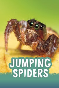 Jumping Spiders