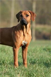 Rhodesian Ridgeback