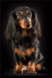 Dachshund