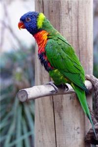 A Bright Rainbow Colored Lorikeet Parrot Bird Journal