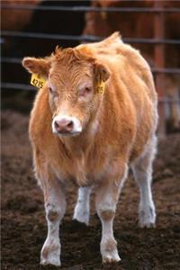 Farm Journal Piedmontese-Hereford Crossbred Calf