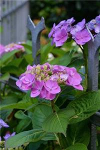 Hydrangeas Growing Through a Fence Journal