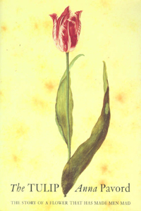 Tulip