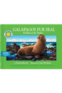 Galapagos Fur Seal